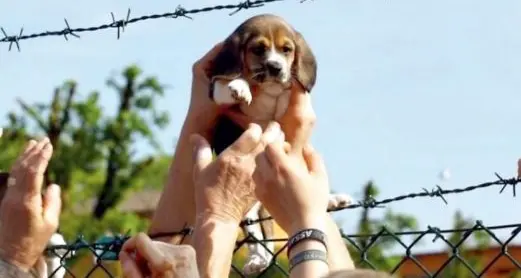 È morta Vita, la cucciola liberata simbolo della protesta contro Green Hill