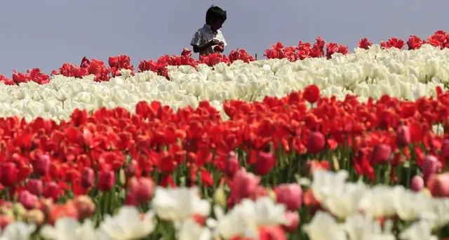 Super fioritura tulipani in California