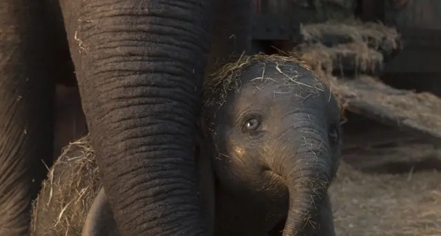 Incassi, Dumbo vince con 3.3 milioni