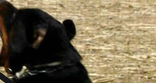 Morta 85enne azzannata da rottweiler