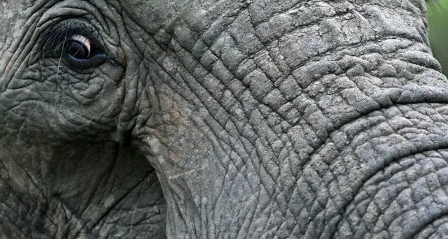 Bracconiere ucciso da elefante