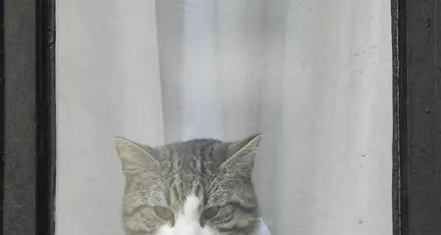 Assange: assente gatto James ad arresto