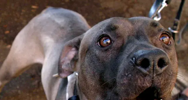 Due bambini aggrediti da pitbull