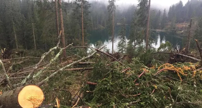In Alto Adige ricrescita dei boschi messa a rischio da cervi e caprioli
