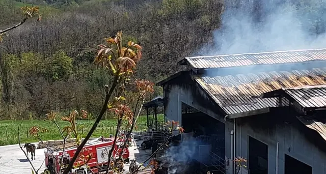 Incendio in una stalla, morte 250 mucche