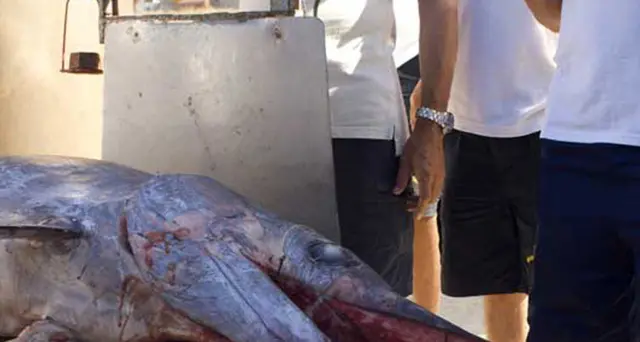 Pesce spada, Corte Ue no ricorso Italia