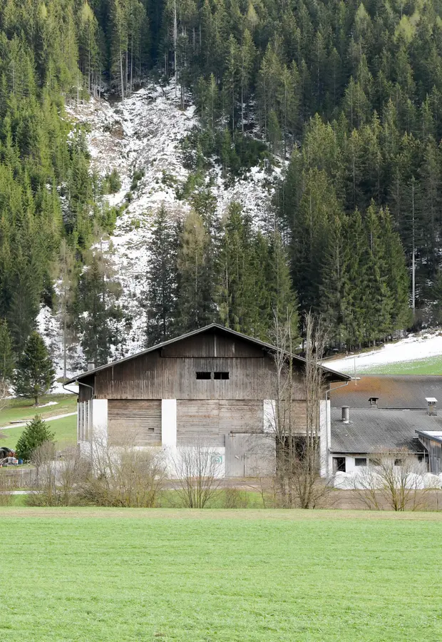 Agricoltore schiacciato dalla mucca