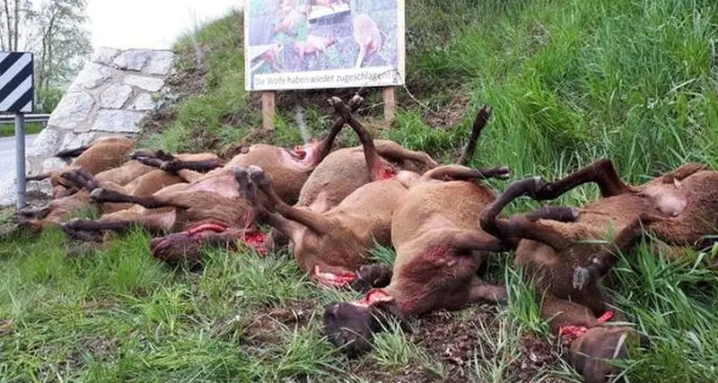 Pecore sbranate dai lupi a Campo di Trens