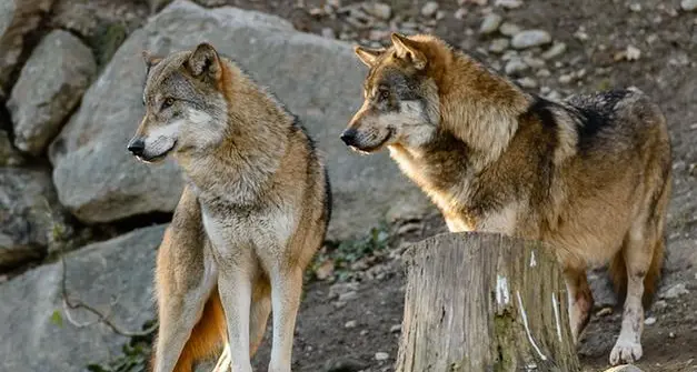 Val di Fassa, branco di lupi \"frequenta\" i centri abitati, Fugatti chiede il via libera alla cattura