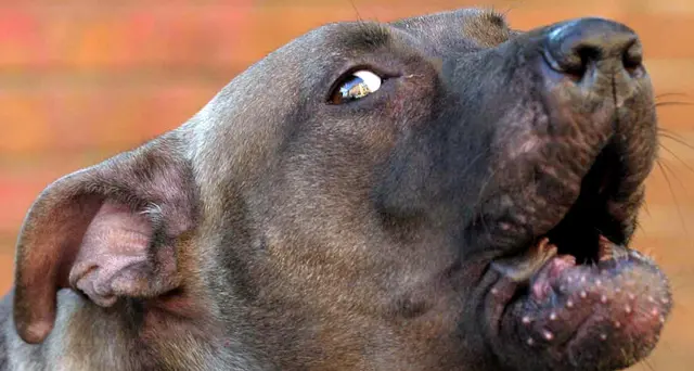 Pitbull la azzanna, grave bimba 18 mesi
