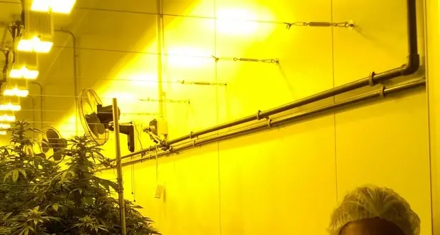 Cannabis terapeutica,produzione aumenta