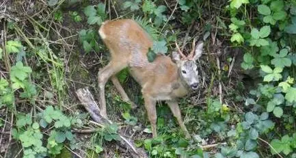 Capriolo intrappolato sulla Gilf