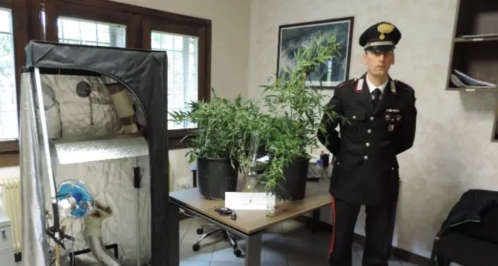 Carisolo, camionista sorpreso con una coltivazione di marijuana in cantina. Poi spunta il revolver