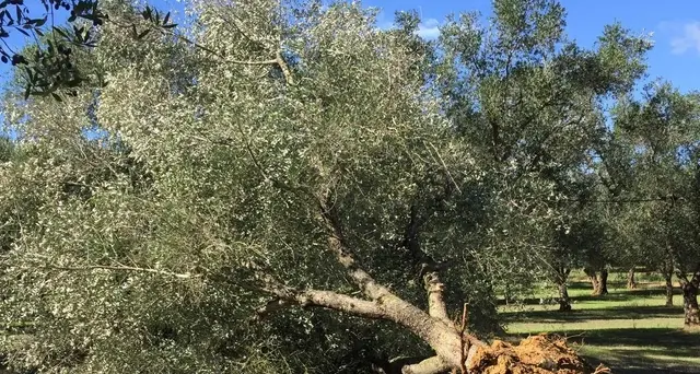 Xylella: Efsa, tutta l'Ue è a rischio