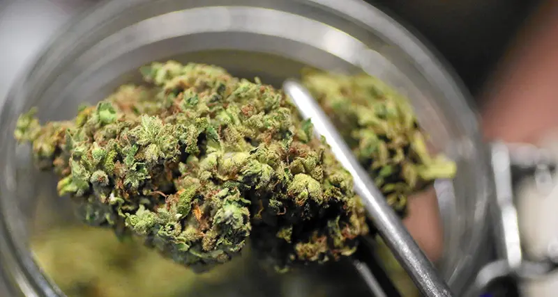 Coltivazione di cannabis terapeutica a Laimburg, ok alla mozione