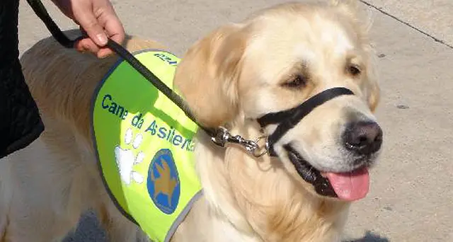 Animali in visita ai padroni in ospedale