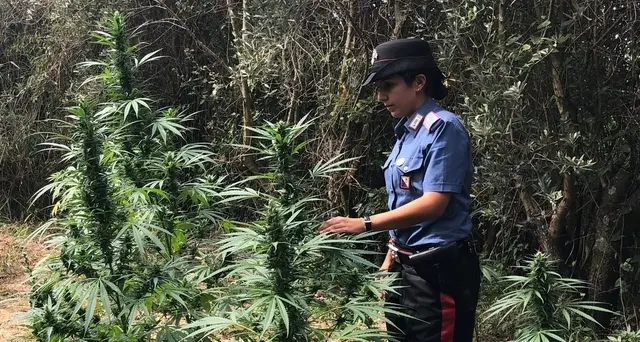 Coltivazioni droga in Aspromonte,arresti