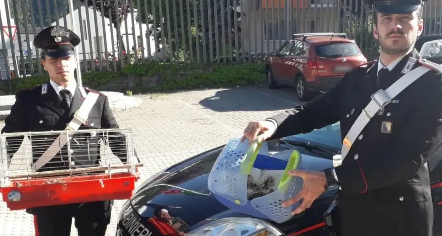 Escono dal bosco con 30 nidi di tordo, fermati dai Carabinieri