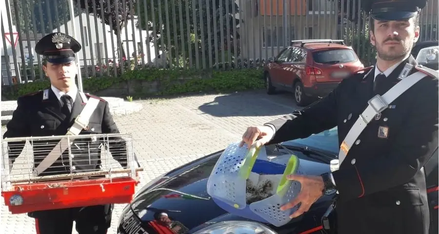 Rubano nidi nel bosco, denunciati in due