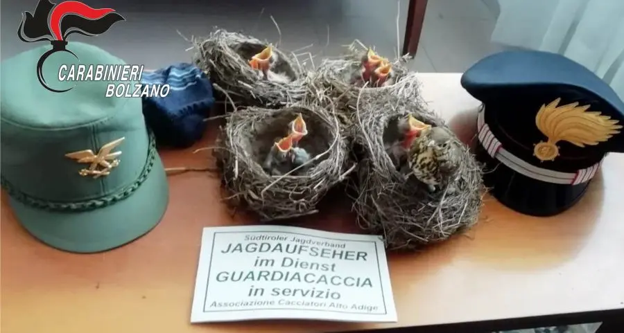 Fermati due bracconieri lombardi nei meleti di Cortaccia, con loro 18 tordi da nido