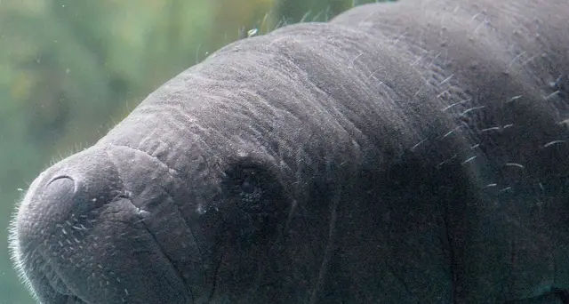L'Acquario supera crisi del crollo ponte