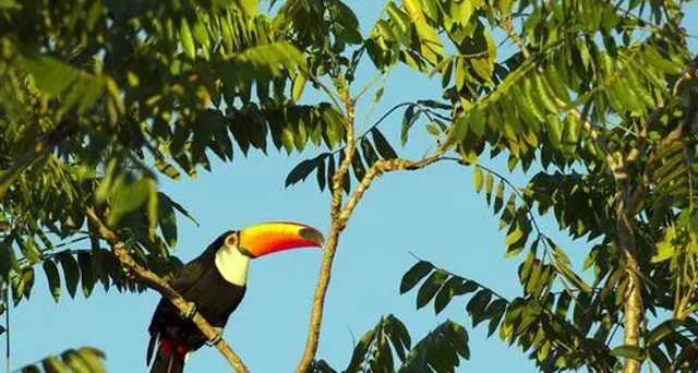 Brasile chiede gestione Fondo Amazzonia
