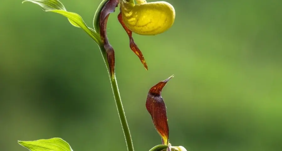 Alla scoperta delle orchidee della Gola del Bletterbach