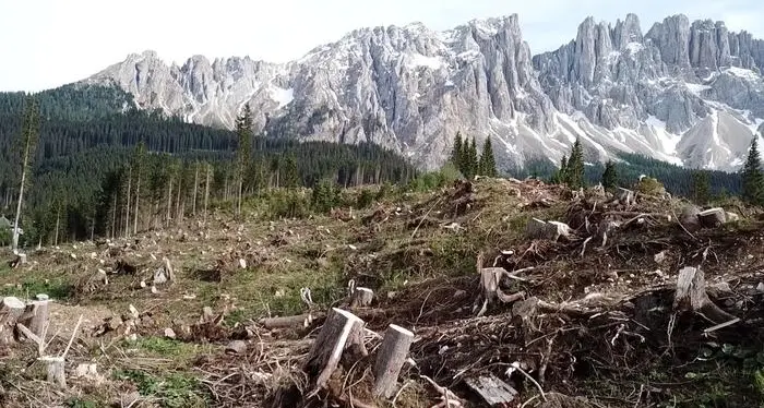 La rinascita dei boschi altoatesini dopo la tempesta Vaia
