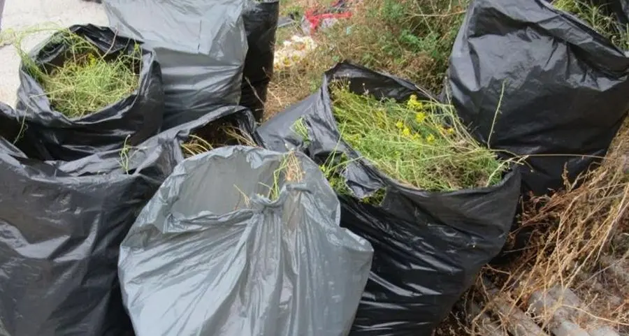 San Genesio, gli studenti disinfestano i campi dal “Senecione” velenoso