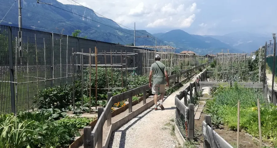 Orti comunali, il Comune vieta di coltivare le patate
