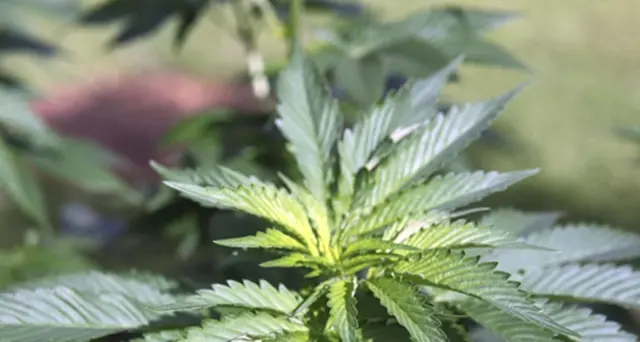 No sequestri cannabis con thc meno 0,5%