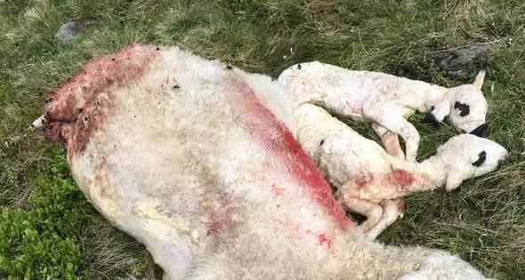 Passo Pennes, trovate morte otto pecore