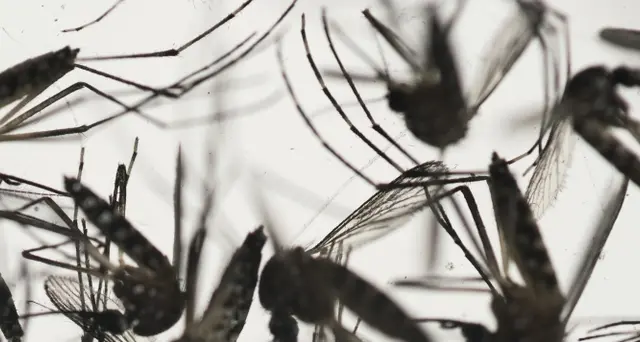 Brasile, +163% di morti per la dengue