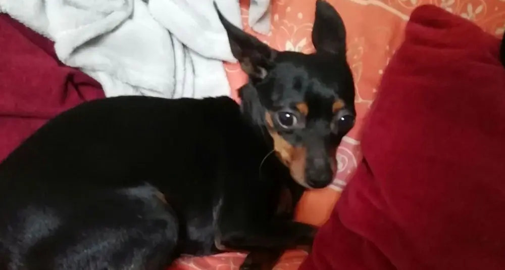 I padroni cercano il piccolo Pippo