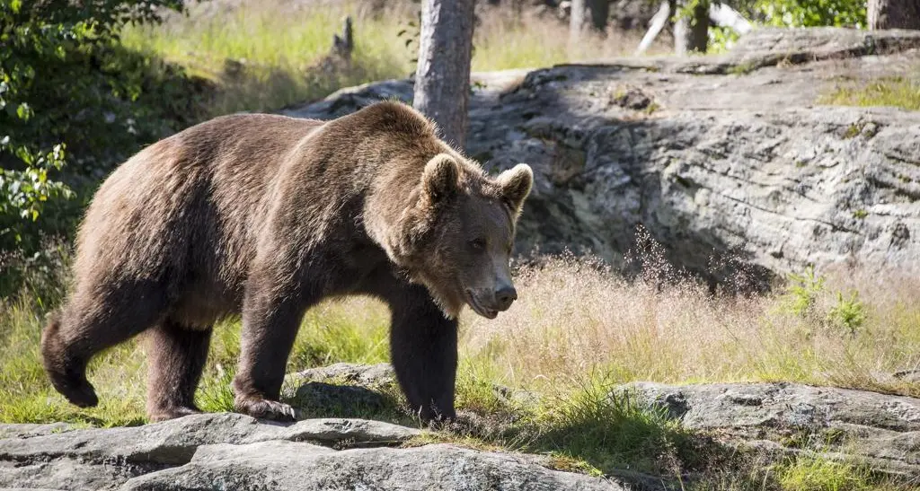 Fugatti: via libera alla cattura dell'orso M49