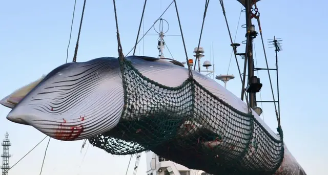 Giappone riprende la caccia alle balene