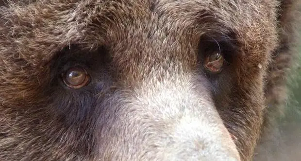 Il ministro Costa: \"Non toccate l'orso\". Fugatti: \"Catturarlo è un dovere\"