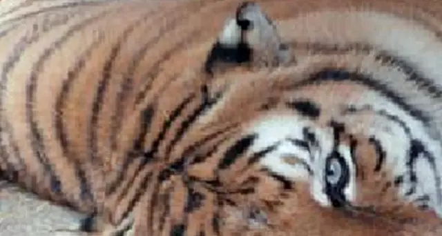 Domatore del circo Orfei ucciso da tigre