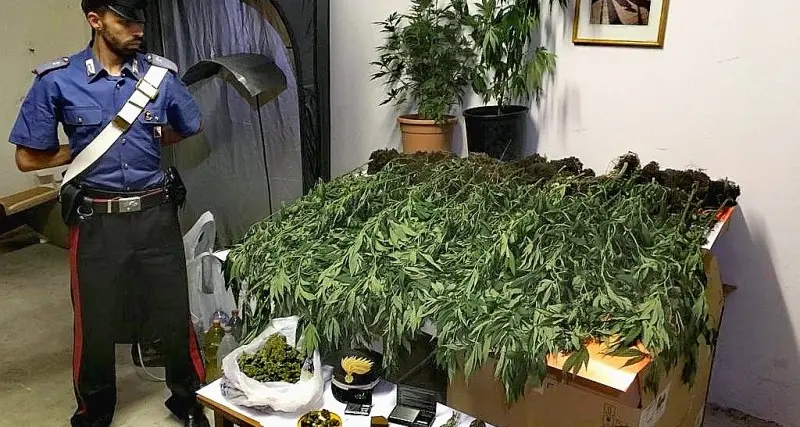Val Passiria, piantagione di marijuana nel bosco, denunciato un 31enne