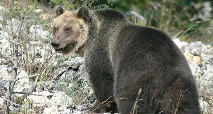 Orso M49, Sos degli agricoltori: siamo sotto assedio. Domani la grande marcia di protesta