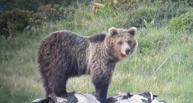 Catturato, l'orso M49 evade dalla \"fortezza\" del Casteller