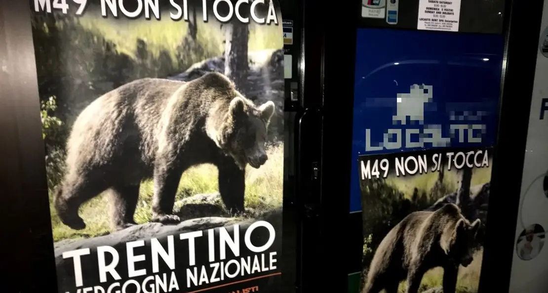 Orso M49: gli animalisti temono che sia stato già ucciso. Annunciate \"azioni contro il Trentino\"