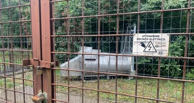 Orso M49, i veterinari: \"Clamoroso insuccesso tecnico\"