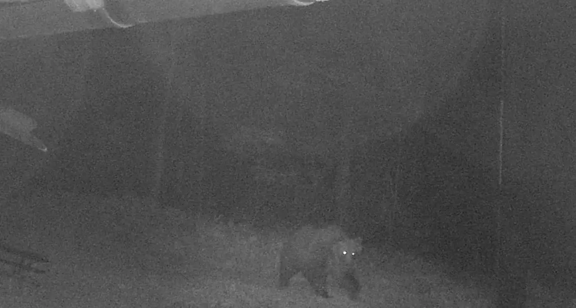 Orso M49, nuova foto notturna sulla Marzola