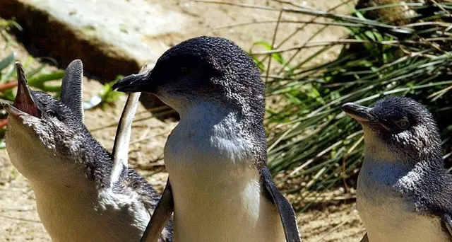 Nuova Zelanda: 2 pinguini al sushi bar