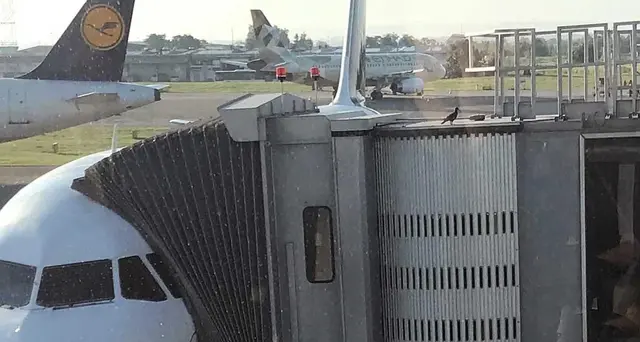 Lufthansa riprende i voli verso il Cairo