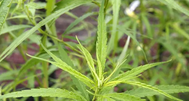 Cannabis light, 16 denunciati a Parma