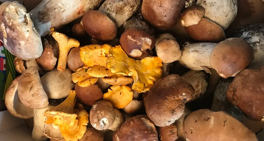 Funghi: stagione al via, attenzione alle specie raccolte