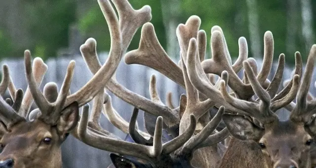 Clima, renne morte di fame in Norvegia