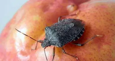 Allarme per la cimice asiatica vertice tra assessori Nord Est